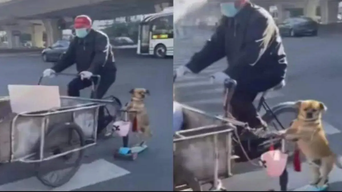 Perrito acompaña a su dueño a vender tamales, en scooter